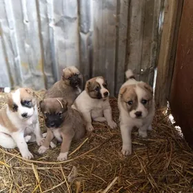 Alabaý güjükler tohum