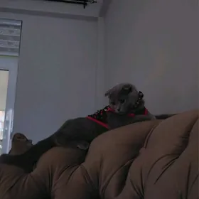 Вислоухая кошка