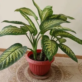 Цветы Öý gülleri