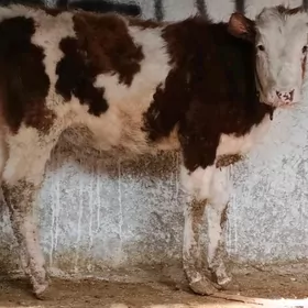 Simental Gibrit Tüwe