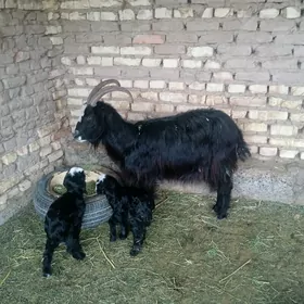 Ekiz  owlakly  geçi