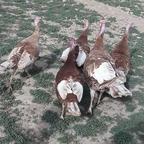 Induklar we yumurtga