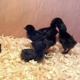 juyje bedene ordek sulgun