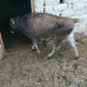 tuwe gole 8 aylyk tohum mal