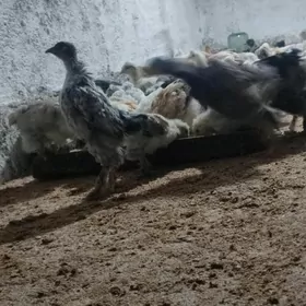 balgarski balakly juyje