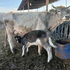 голели сыгыр