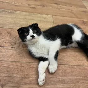 вислоухая кошка