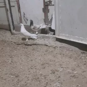 maska guş bkin 20 guruk abmen