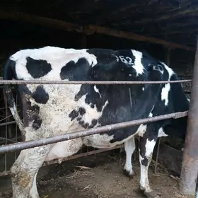 Голштейн сыгыр