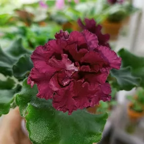 фиалки, фиалка, fialki, gül