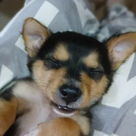 щенок  щенок 