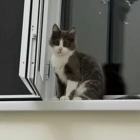 pisik oglanjyk 4aylyk