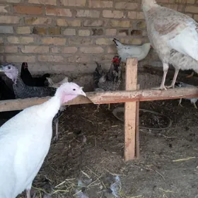 Horaz , urgacy induk