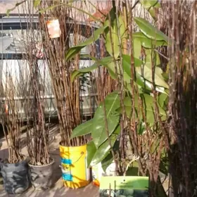 Miweli bagalar towuk gus induk