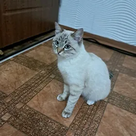 британский