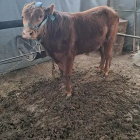 òkuz 1guzlan gysyr sygyr