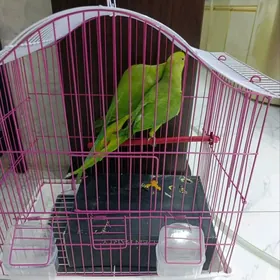 ожереловый попугай