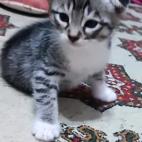 Шотландский вислоухий котёнок