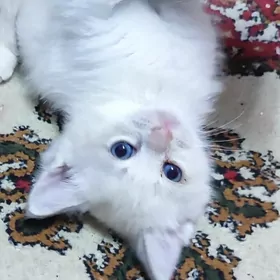 вислоухий шиншиловый котёнок