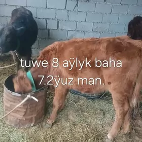 Tüwe Öküz,