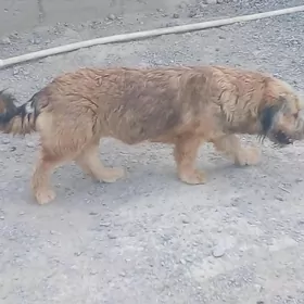 тузик  йитирдим  уркачи