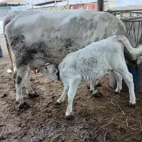 голели сыгыр