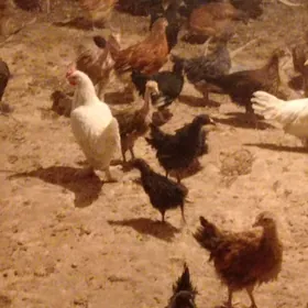 месни. жуже