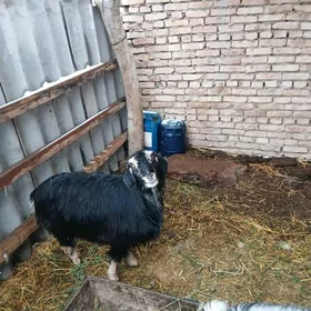 кулёк гечи.