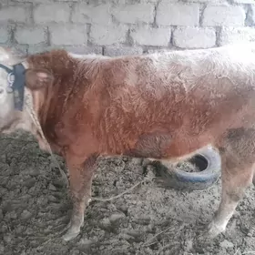 smental okuz howirlik