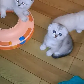 Шотландские котята