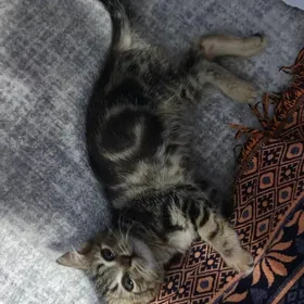 персидский котята