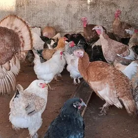 induk sisarka horaz ordek