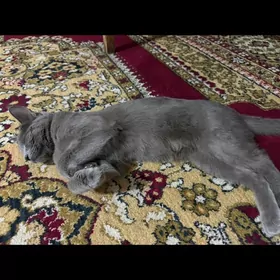 кошка девочка