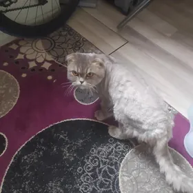 кот  шиншилла блен виславуха