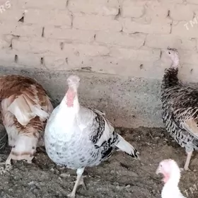 indyuk  (индейка)