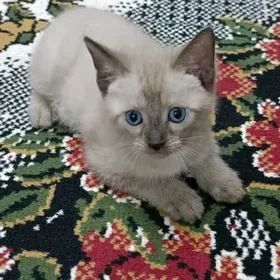 Канадский Сфинкс -Браш