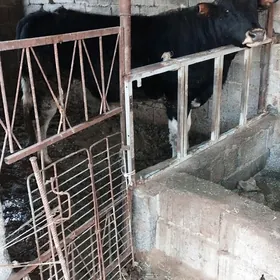 okuz höwre gowy zat palwan