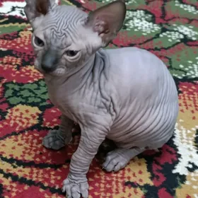 Канадский Сфинкс