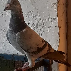 kepderi голуби