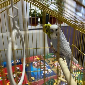 любимые питомцы