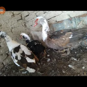 INDAUTKA  1YASAP GECEN