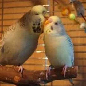 popugay popugay volnisty