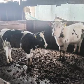 Simental Galysteyin goleler