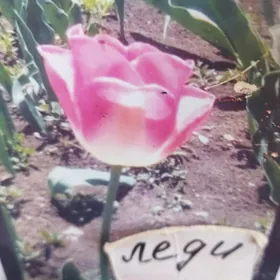 луковицы тюльпанов