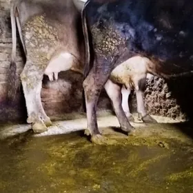 Şiwit Gölely sygyr