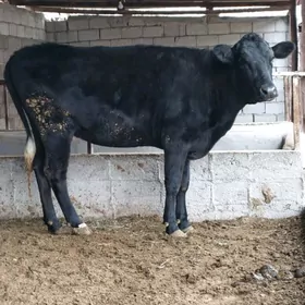 Çorny piÿos tüweler