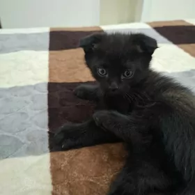 шотландские вислоухие котята