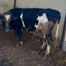 Galisteyin kelek okuz