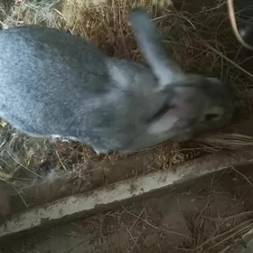 великан товшан