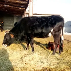 Tohum Tüweler Sygyrlar 5 sany